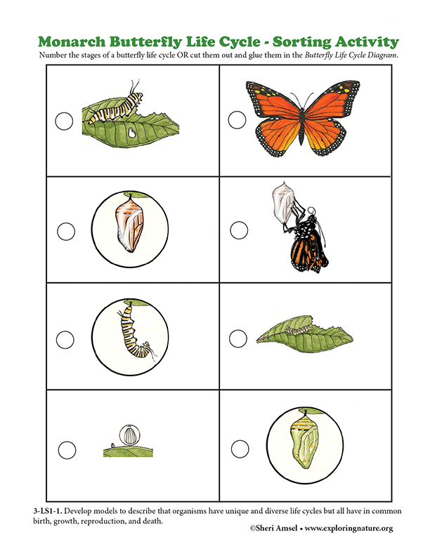 Monarch Butterfly Life Cycle - Sorting Activity