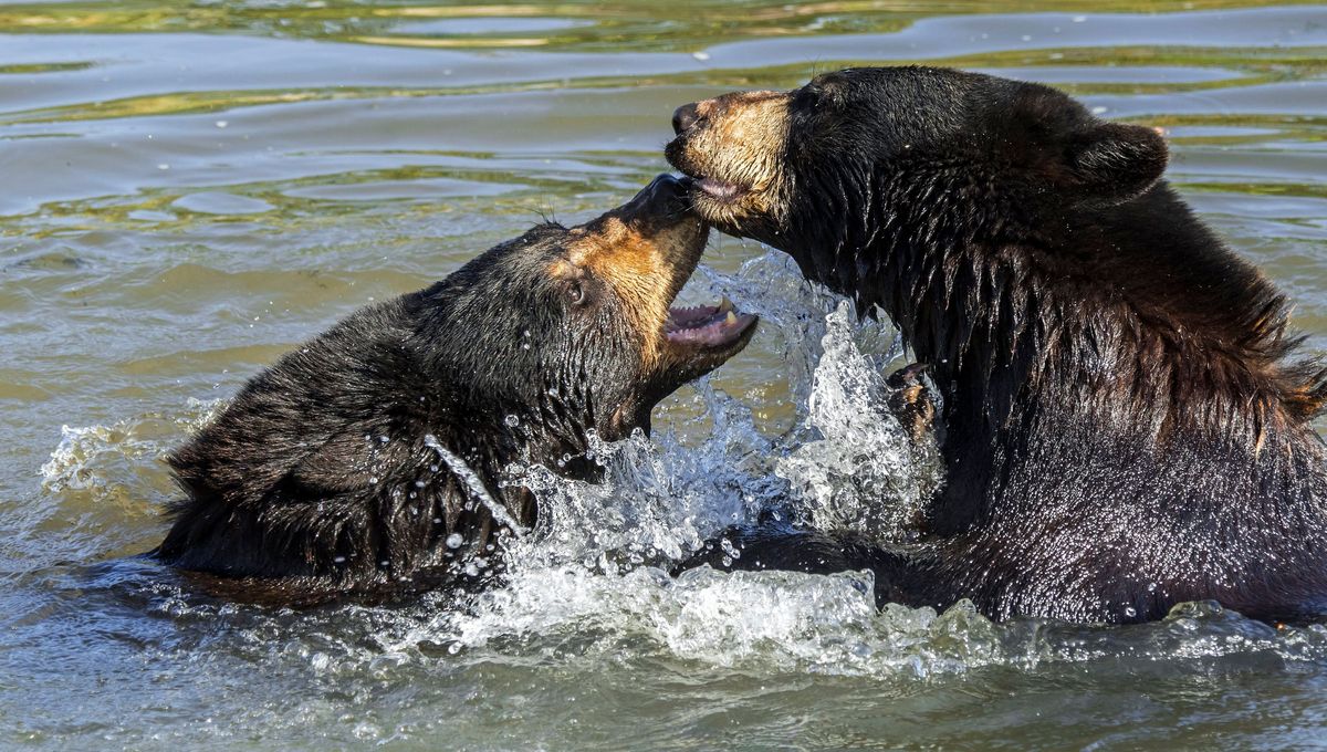 Selon Pairi Daiza, ces affrontements entre ours sont des comportements naturels que l’on observe parfois dans la vie sauvage. Image d'illustration