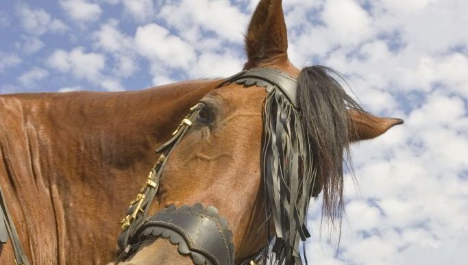 Cheval Passion débute dans quelques jours, soyez nos invités!