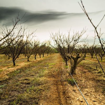 Un verger d'abricotier durement touché par la sécheresse dans les Pyrénées-Orientales, octobre 2024