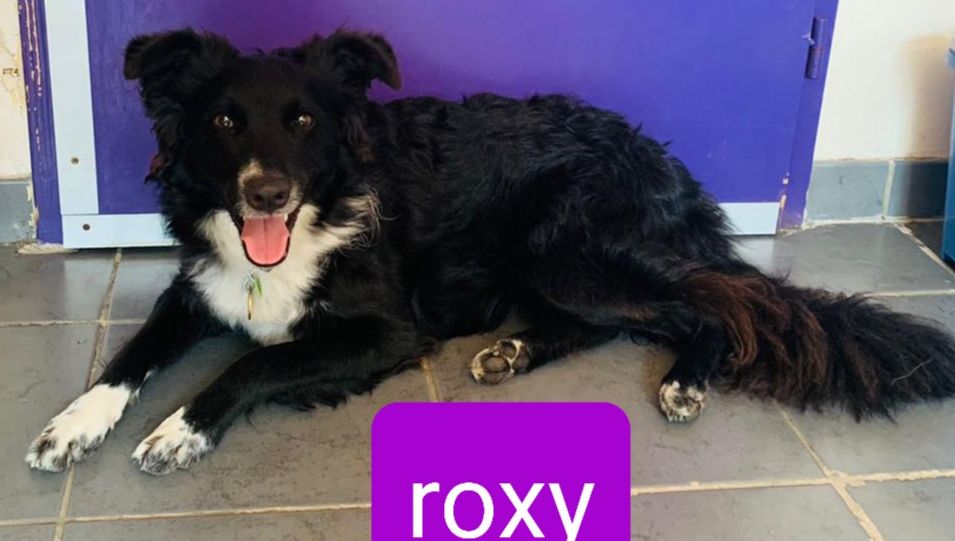 Voici Roxy un magnifique border collie de 1 an