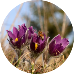 Seltene Pflanzen im Frankenjura