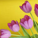 17332   Pink tulips on yellow background with copy space