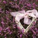 17353   Beautiful wicker heart on blooming heather