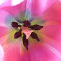 17355   Macro detail of a fresh pink tulip