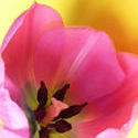 17370   Looking inside the petals of a pink tulip flower