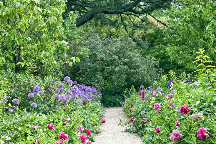 Alliums and peonies ©yolfran - stock.adobe.com