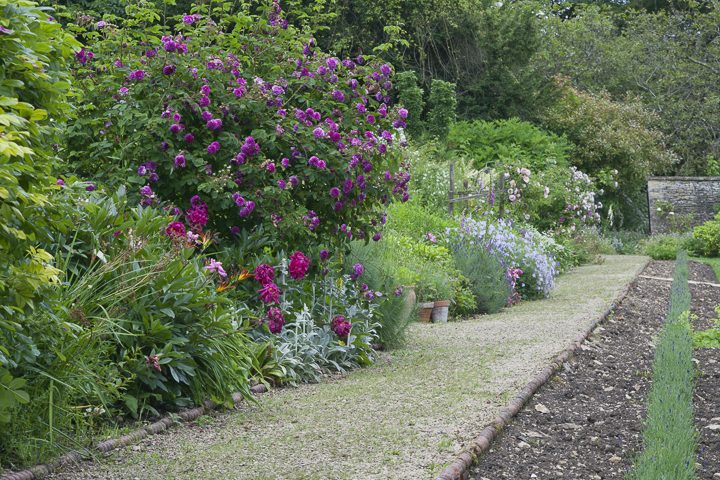 Plant combination with layers of plants