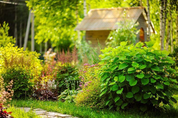 Astilbe, Coral Bells, Hosta, Spirea and Hydrangeas in a garden border ©mashiki - stock.adobe.com