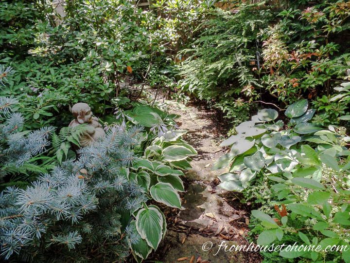 Shade plant combination of Hostas and evergreens