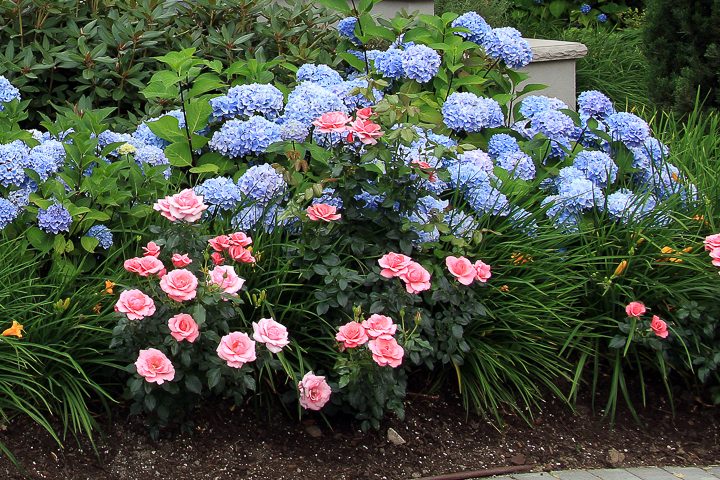 Plant combination with hydrangeas, roses and day lilies ©Barbara Helgason - stock.adobe.com