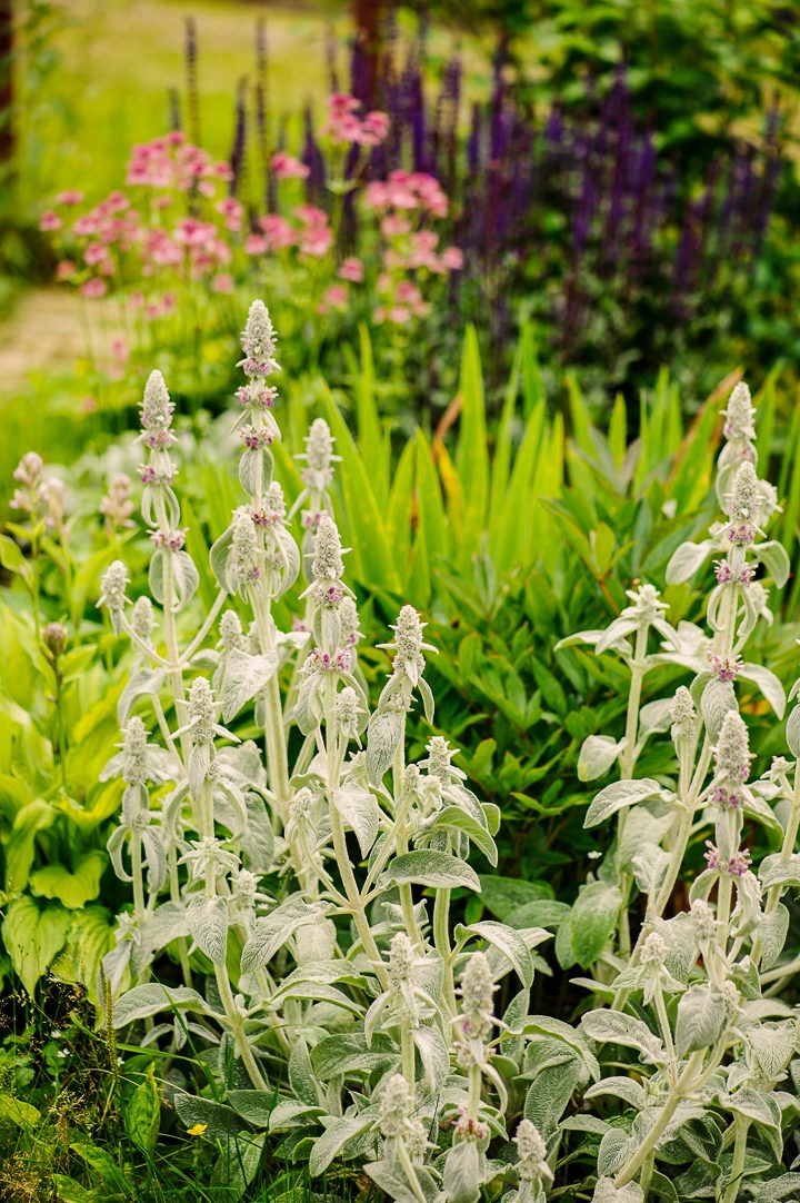 Lamb's Ears with other perennials ©mashiki - stock.adobe.com