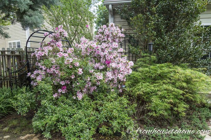 Plant combination with an Azalea, Japanes Maple and Camellia