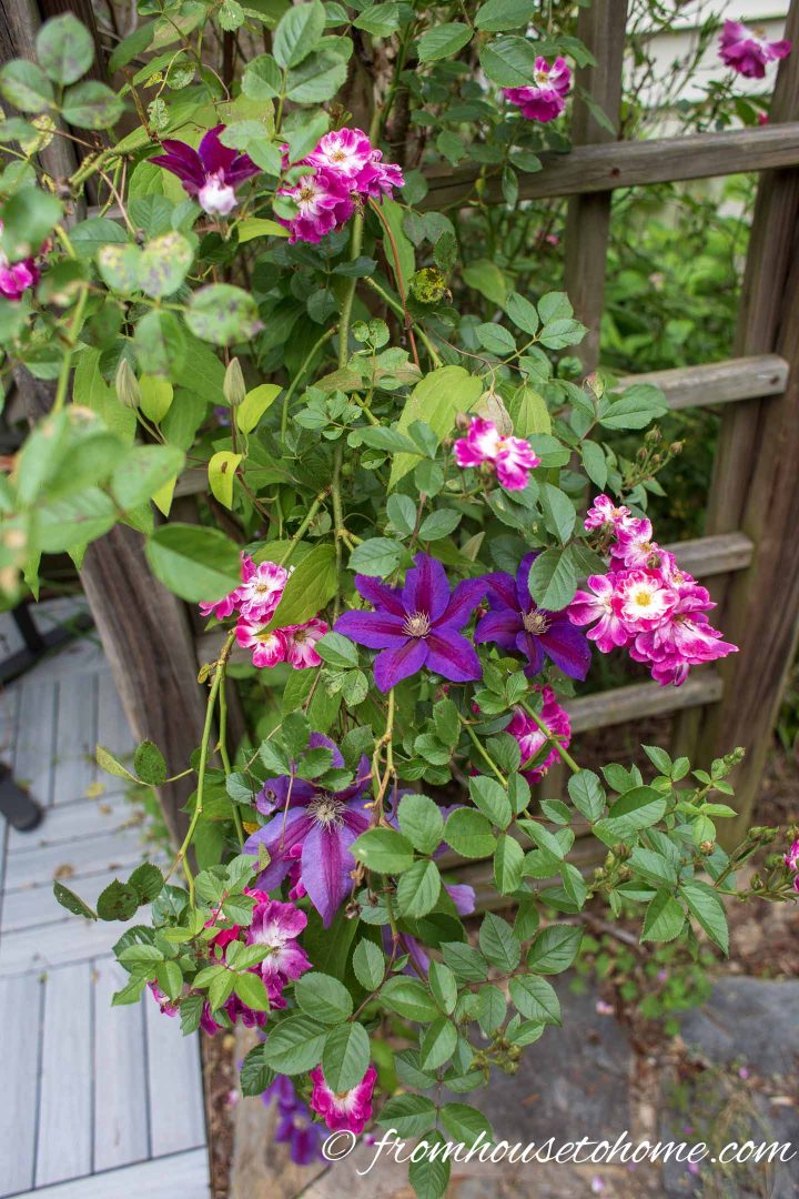 Roses and Clematis