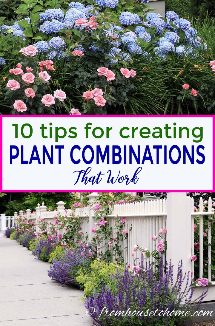 Tips for creating plant combinations that work