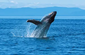 Alaska by ferry: humpback whale in Frederick Sound