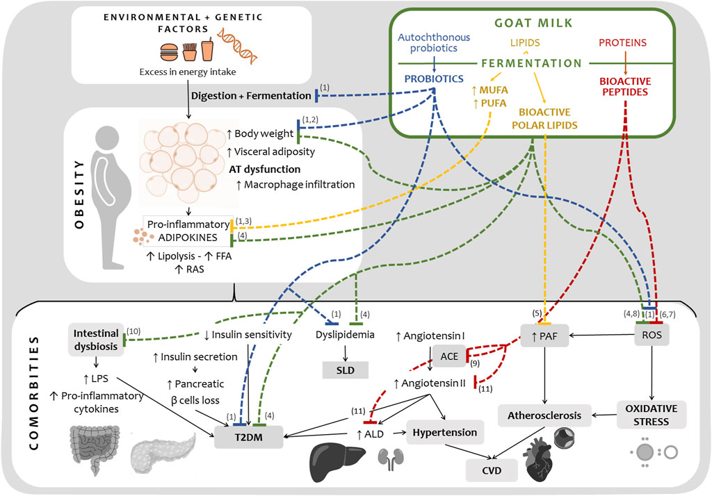 Frontiers | Fermented goat milk as a functional food for obesity ...