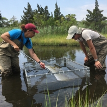 Refuge biological team staff sample for nekton in a marsh pool.