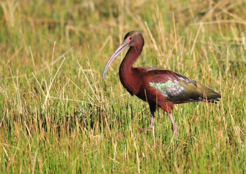 White-Faced Ibis