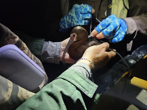 biologists hold a white-faced ibis and place a GPS transmitter backpack on it