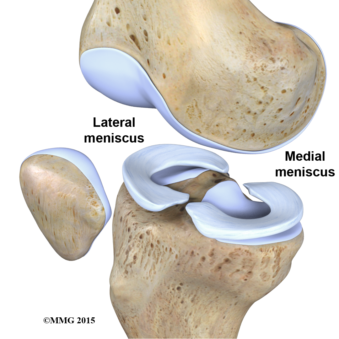 Meniscus Ligament Knee Anatomy