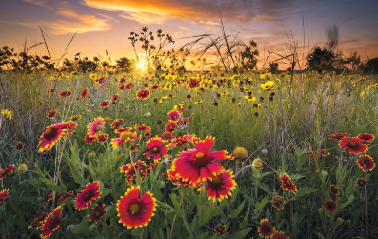 Texas Wildflowers