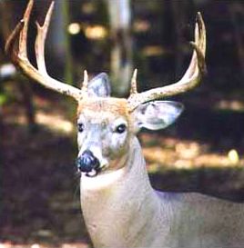 Whitetail Deer at GarLyn Zoo in Michigan's Upper Peninsula!