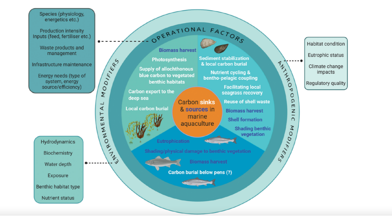 Climate change mitigation needs mariculture, new research concludes ...