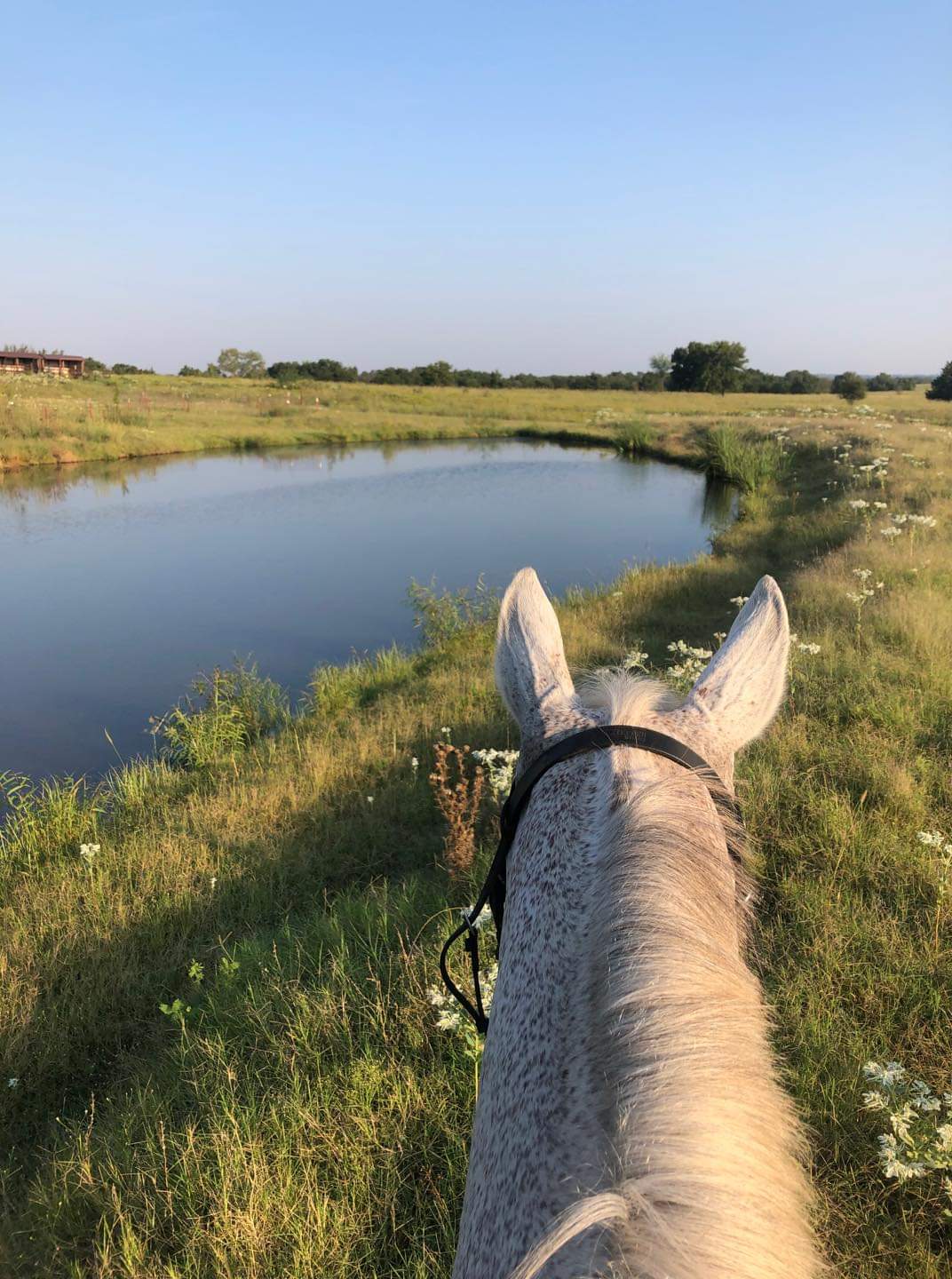 Top Dressage Barn in Oklahoma. More dressage activities here than ...