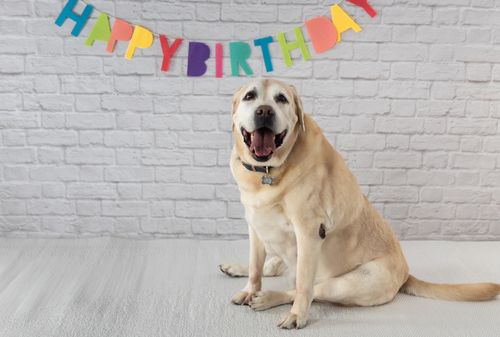 Kate White Brick  Photography Background Birthday Backdrop - Kate Backdrop