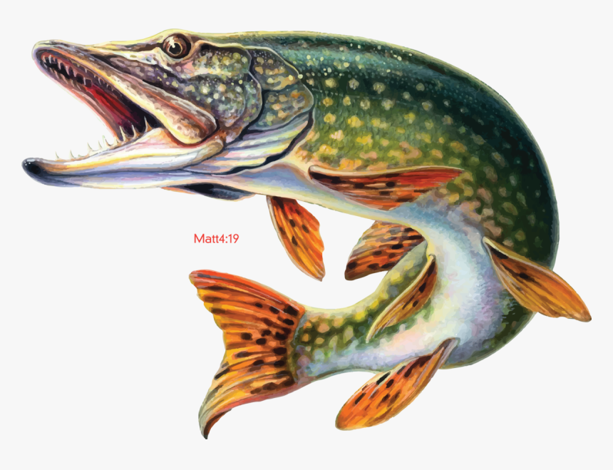 Transparent Pike Png - Desktop Wallpaper Fishing, Png Download - kindpng