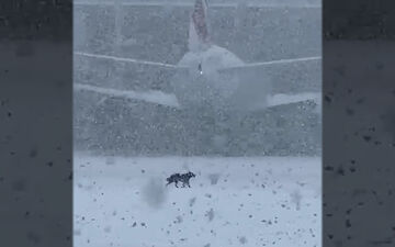 La chienne Amalka, perdue le 19 novembre à Roissy, a été aperçue à plusieurs reprises sur le tarmac de l'aéroport de Charles de Gaulle. LP/Inès de Rousiers