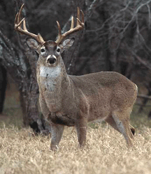 Deer Processing Lodi | Beef Jerky Sauk City | Sausage