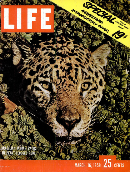 Brazilian Jaguar Swimming16 Mar 1959 Copyright Life Magazine | Mad Men ...