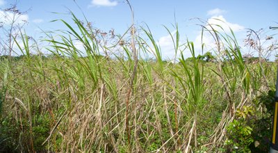 Grass,As,Tall,As,A,Man,Is,Overgrown.