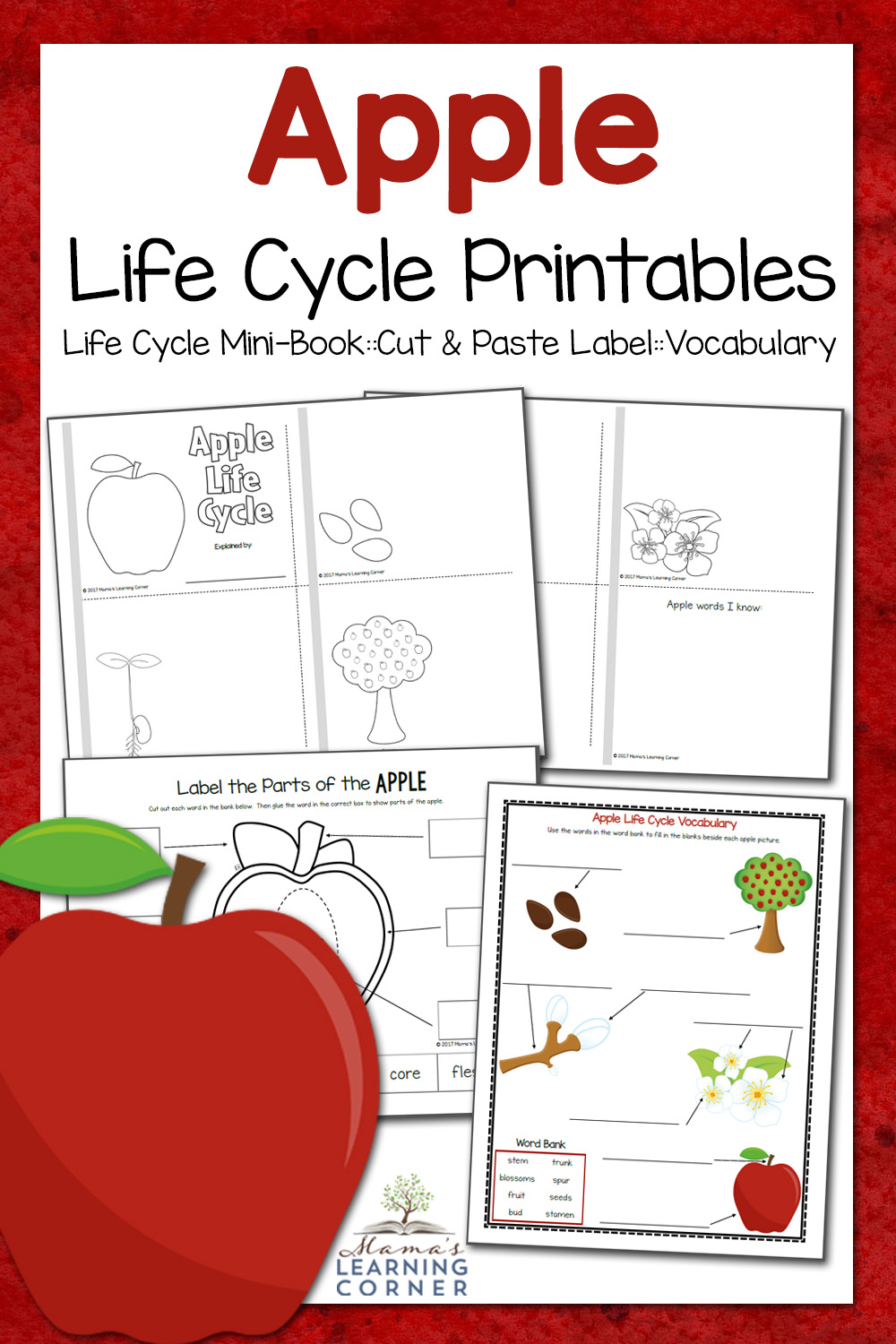 Free Printable Apple Tree Life Cycle Worksheet