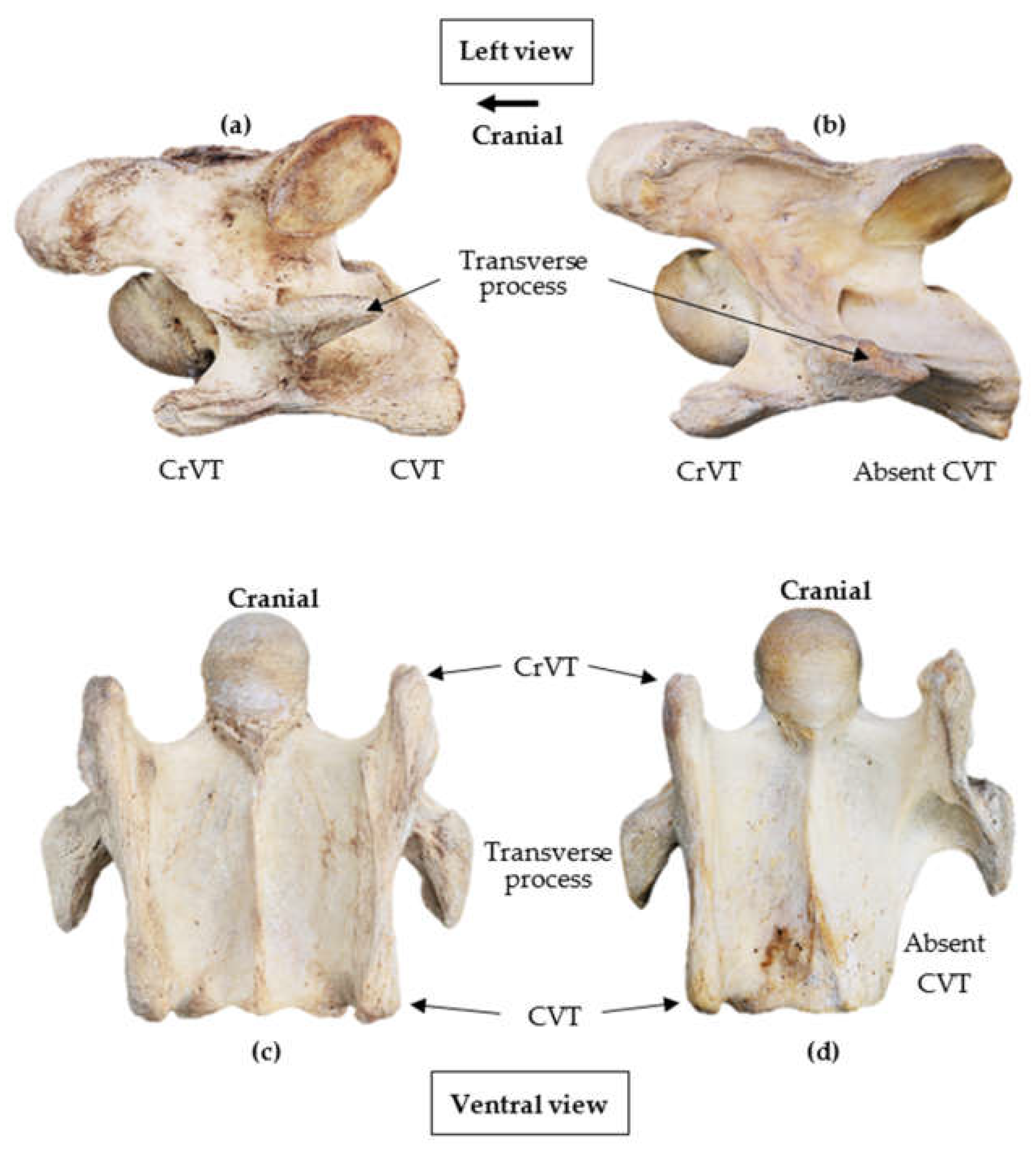 Animals | Free Full-Text | Morphology of the Ventral Process of the ...