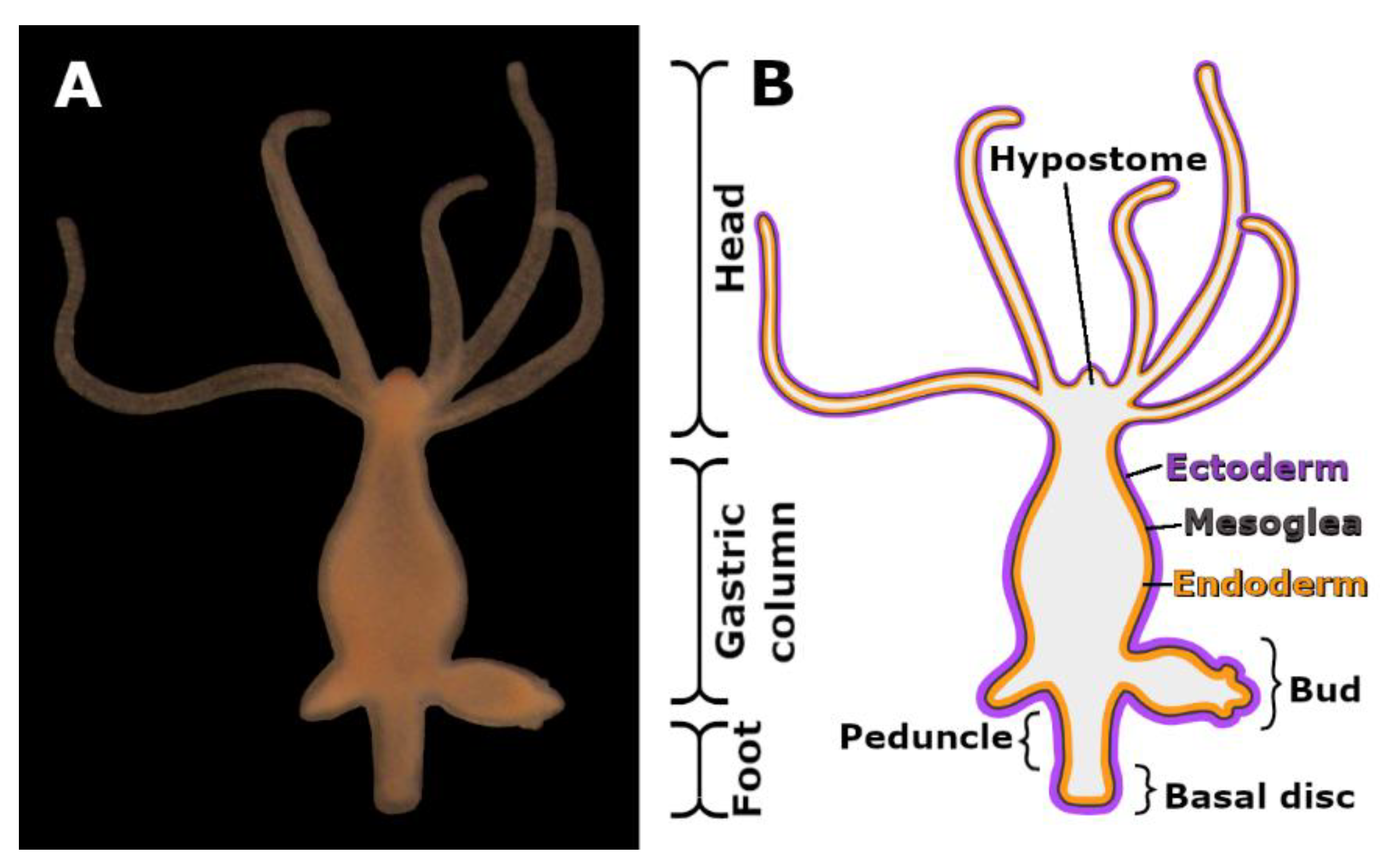 Hydra Biology Microscope