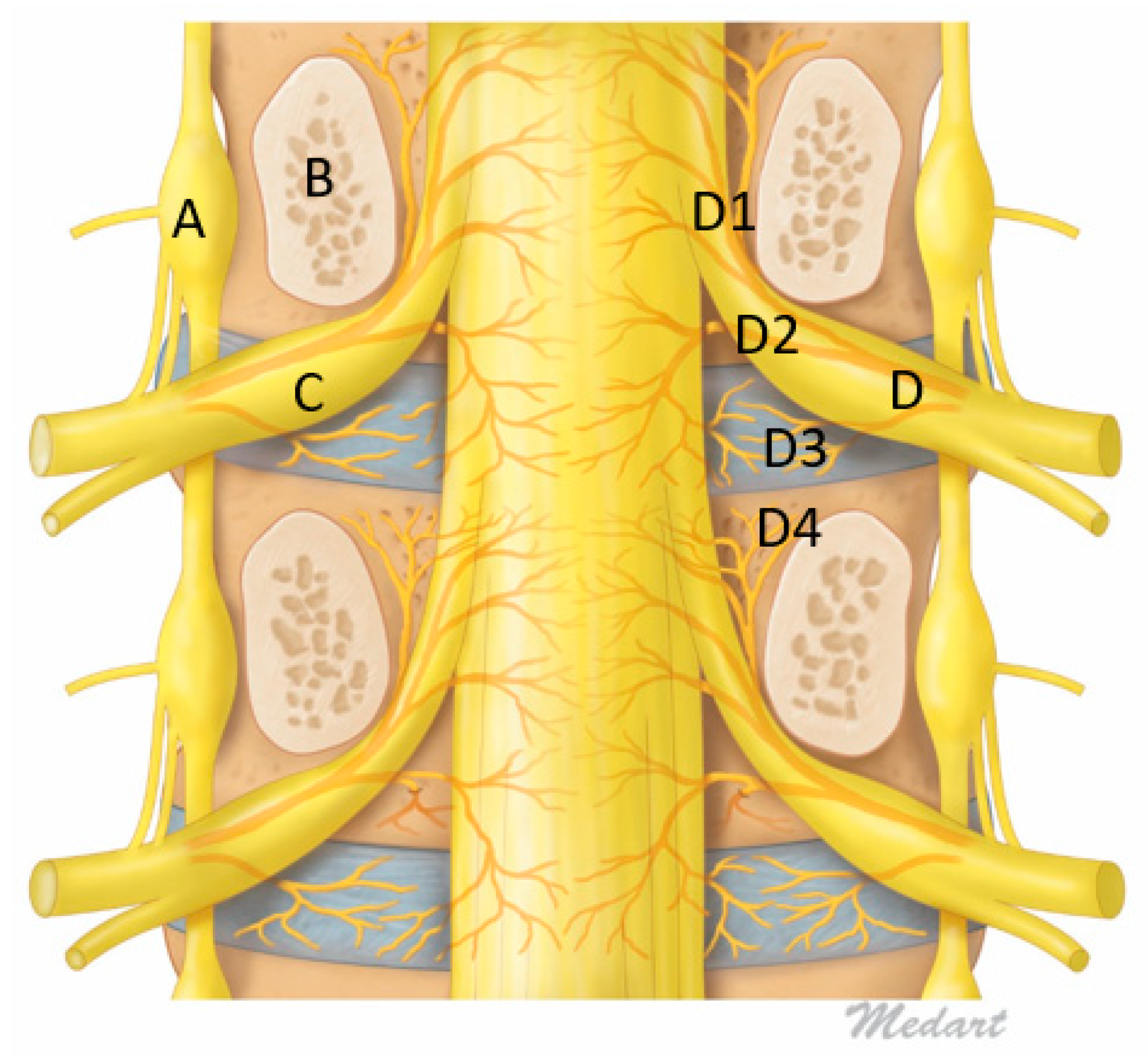 Lumbar Spine Anatomy L5 S1