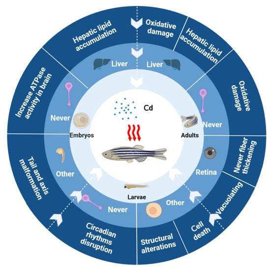 Water | Free Full-Text | Research Progress of Zebrafish Model in ...