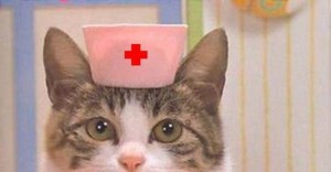 Create meme: cat, the cat doctor, the cat doctor