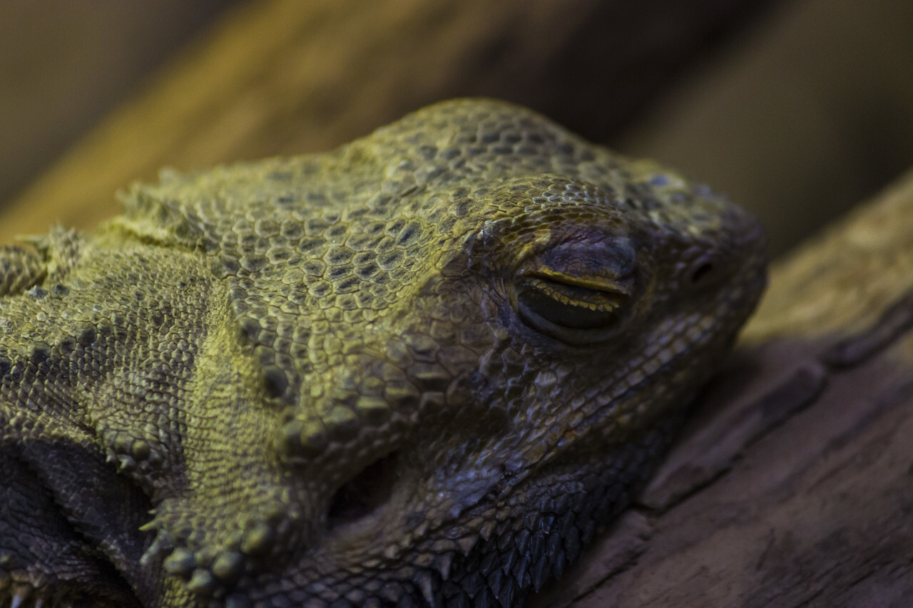 bearded dragon closed eyes