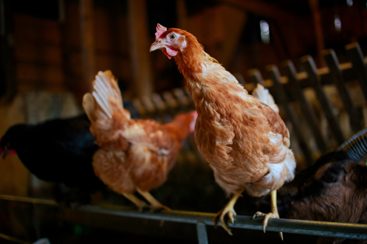 Hens in the Barn