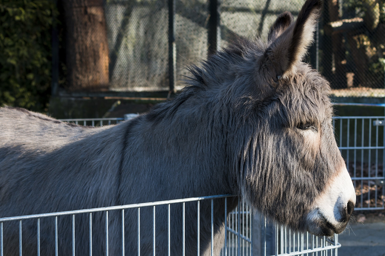 donkey at the fence