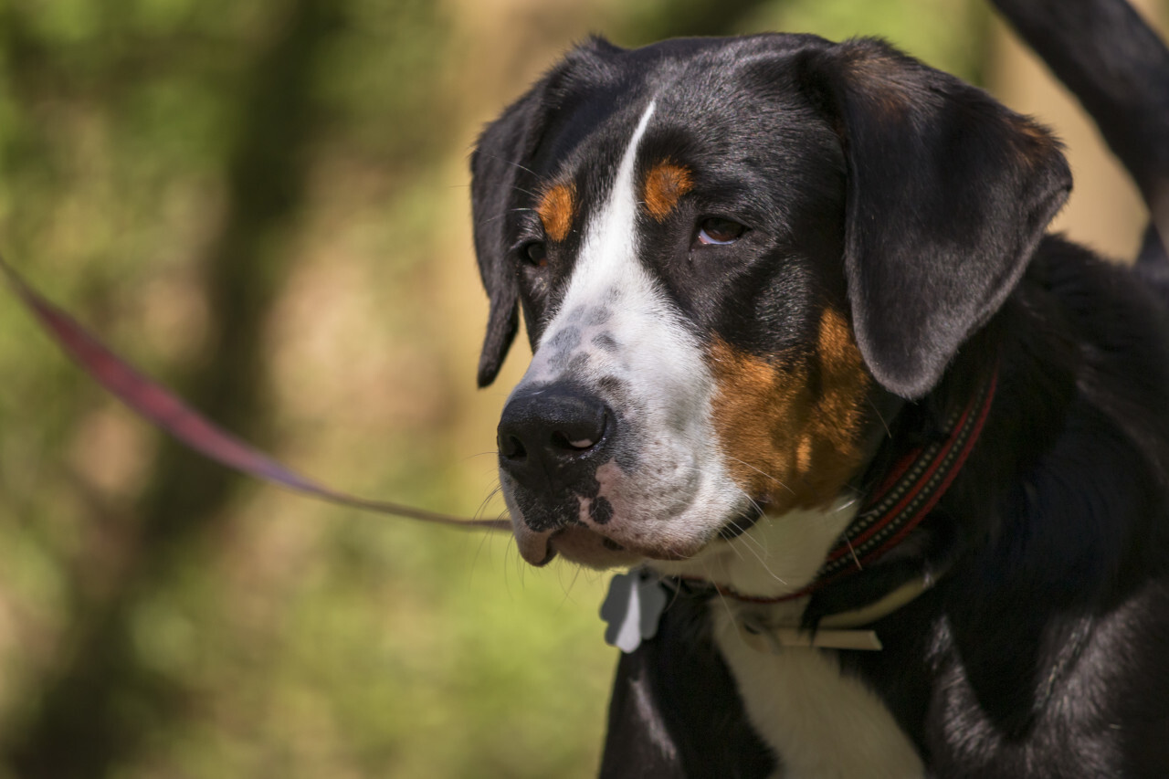 big swiss mountain dog