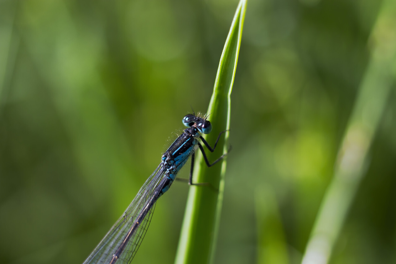 blue dragonfly on blade of grass