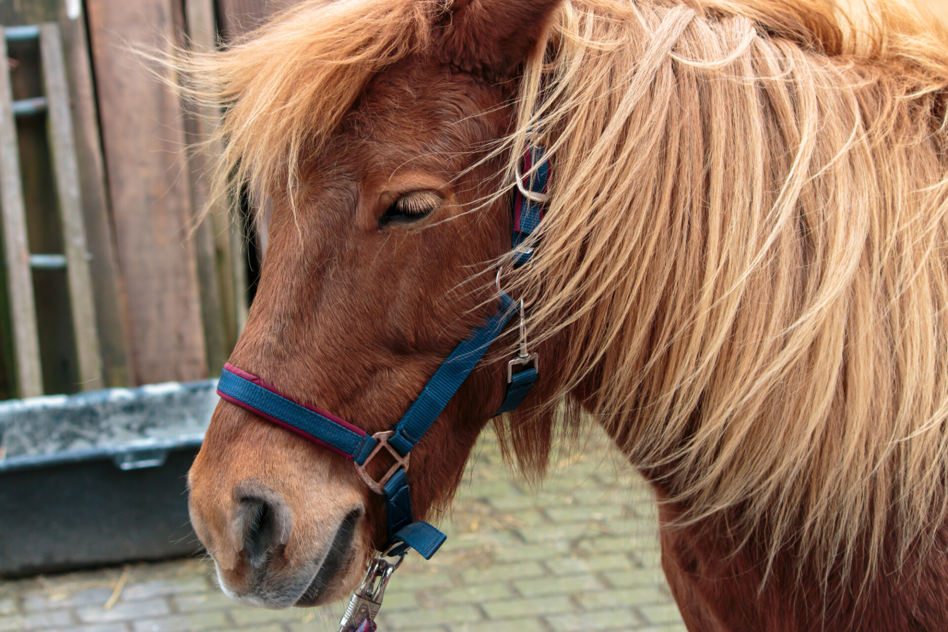 Cute brown pony on a farm