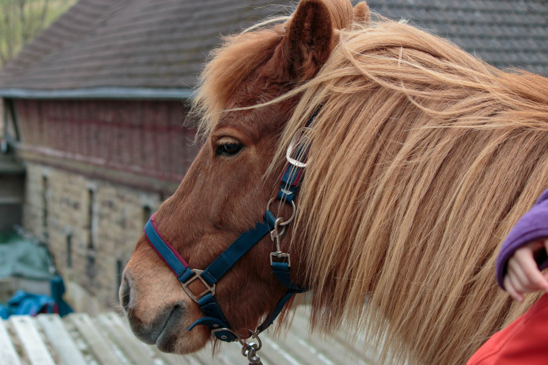 Cute brown pony portrait