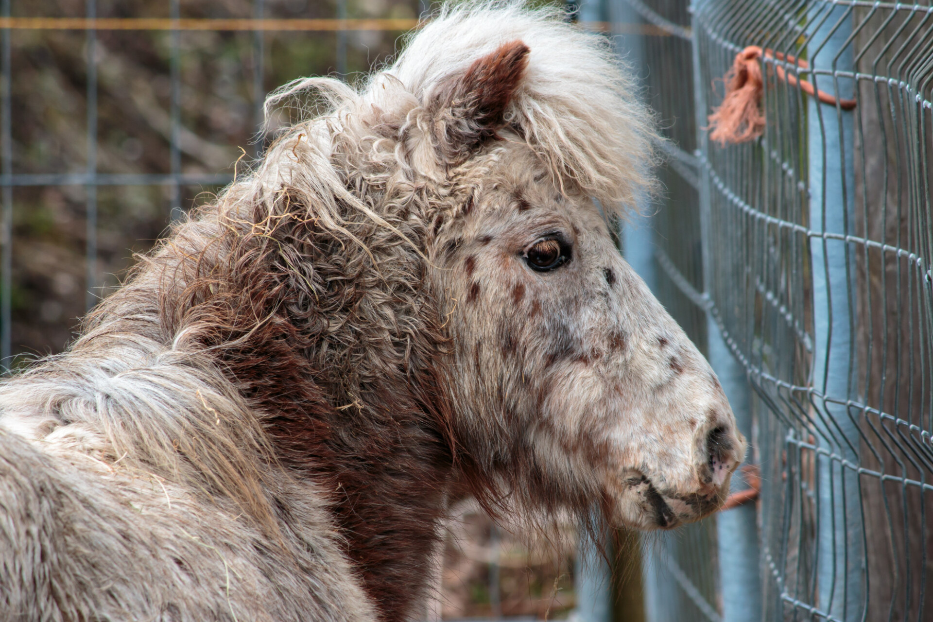 Portrait of a pony