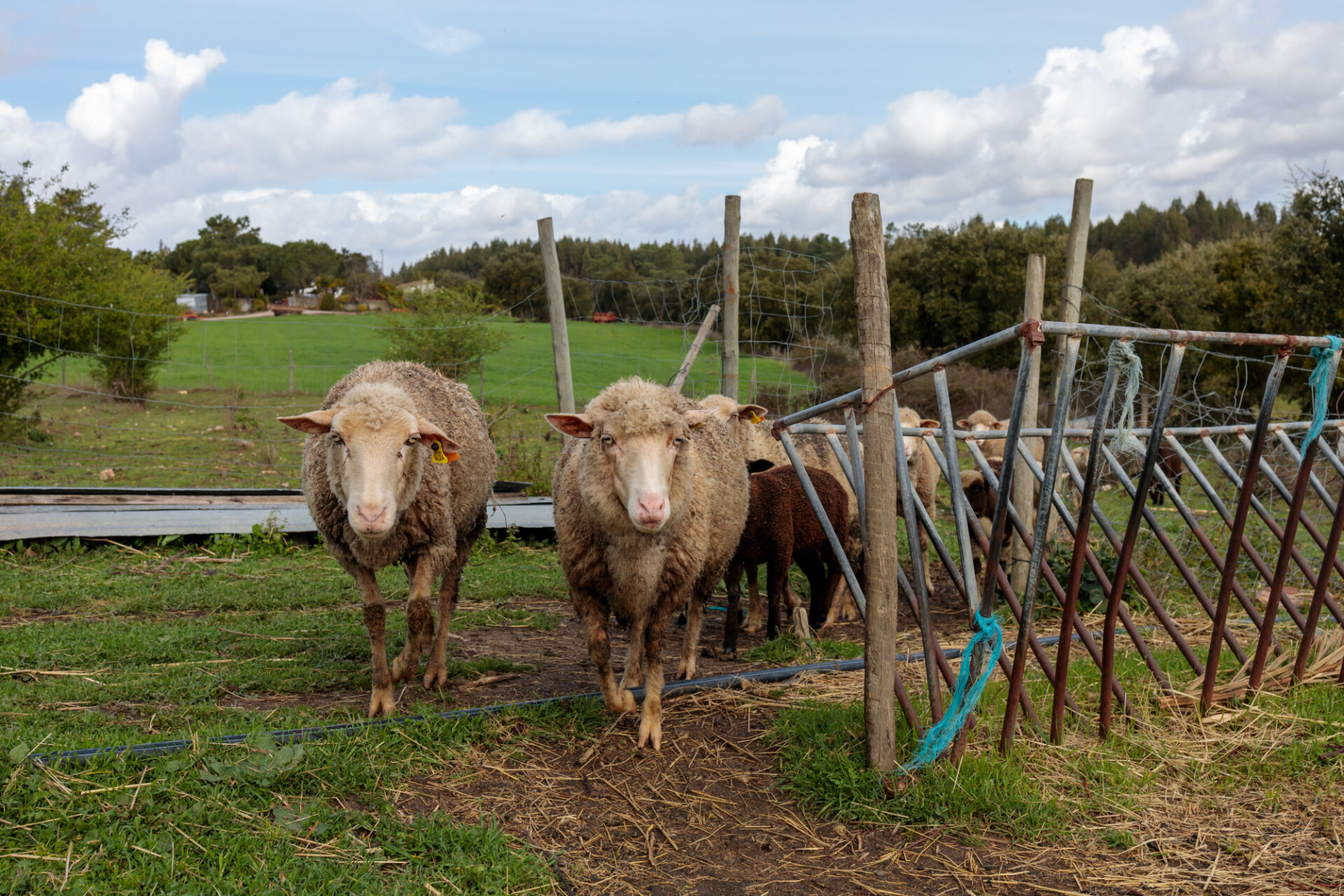 Sheep in a pasture in Portugal